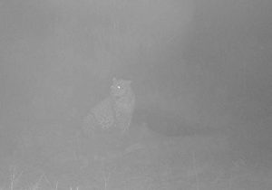 مشاهده پلنگ در حاشیه محدوده روستای «مشهد» طبیعی است/ خطری مردم را تهدید نمیکند