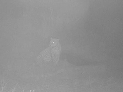 مشاهده پلنگ در حاشیه محدوده روستای «مشهد» طبیعی است/ خطری مردم را تهدید نمی‌کند