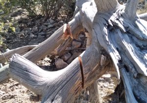 بازداشت عامل قطع درختان ارزشمند «ارس» در روستای «زان» دماوند