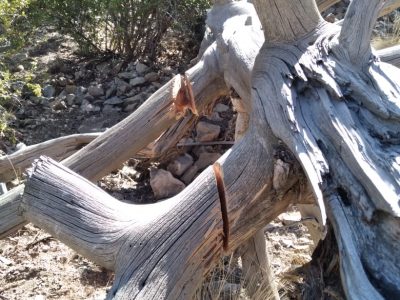 بازداشت عامل قطع درختان ارزشمند «ارس» در روستای «زان» دماوند