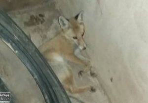 زنده‌گیری و تحویل یک قلاده روباه زخمی به اداره محیط زیست دماوند+ تصاویر