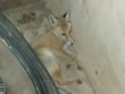 زندهگیری و تحویل یک قلاده روباه زخمی به اداره محیط زیست دماوند+ تصاویر