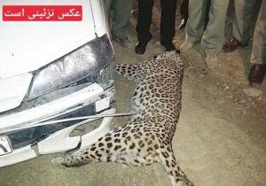 تصادف خودرو با پلنگ در محور دماوند فیروزکوه محدوده دلیچایی/ آسیب وارده به حیوان سطحی بود