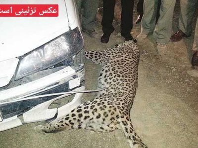 تصادف خودرو با پلنگ در محور دماوند فیروزکوه محدوده دلیچایی/ آسیب وارده به حیوان سطحی بود