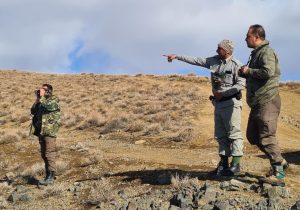 افزایش جمعیت حیات وحش در دماوند/ ۳۱۱۴ قوچ، میش و کل و بز وحشی ثبت شد