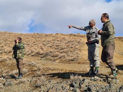 افزایش جمعیت حیات وحش در دماوند/ ۳۱۱۴ قوچ، میش و کل و بز وحشی ثبت شد