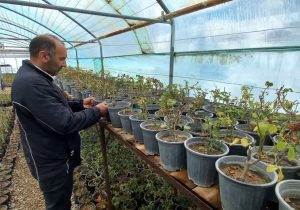 تولید ۶۰ درصد گل و گیاه در گلخانه شهرداری دماوند/ بازسازی بوستانها آغاز شده است