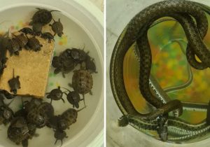 برخورد با فروش گونههای جانوری در ایام پیش از نوروز/ جمعآوری ۳ مار و ۵۰ لاکپشت در منطقه گیلاوند