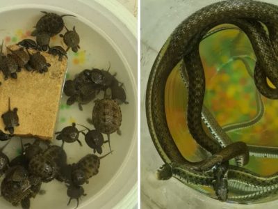 برخورد با فروش گونههای جانوری در ایام پیش از نوروز/ جمعآوری ۳ مار و ۵۰ لاکپشت در منطقه گیلاوند