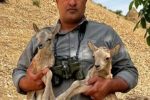 عامل زندهگیری ۲ بره میش وحشی در دماوند دستگیر شد