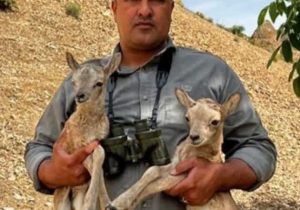 عامل زندهگیری ۲ بره میش وحشی در دماوند دستگیر شد