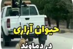 حیوانآزاری در آبسرد؛ از دستگیری متخلف تا عذرخواهی شهرداری+ فیلم