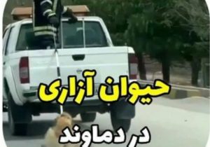 حیوان‌آزاری در آبسرد؛ از دستگیری متخلف تا عذرخواهی شهرداری+ فیلم