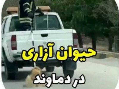 حیوانآزاری در آبسرد؛ از دستگیری متخلف تا عذرخواهی شهرداری+ فیلم