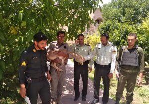 کشف آهوی زنده در منزل ویلایی محله کوهان شهر کیلان+ تصویر