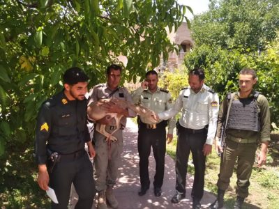 کشف آهوی زنده در منزل ویلایی محله کوهان شهر کیلان+ تصویر