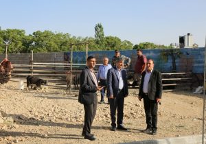 برپایی پایگاه عرضه دام زنده ویژه عید سعید قربان در دماوند/ مردم از ذبح دامهای قربانی در منازل و معابر خودداری کنند