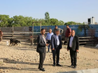 برپایی پایگاه عرضه دام زنده ویژه عید سعید قربان در دماوند/ مردم از ذبح دام‌های قربانی در منازل و معابر خودداری کنند