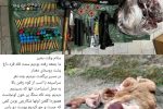 شناسایی عاملین کشتار حیات وحش در شهرستان دماوند/ یک قبضه سلاح شکاری و لاشه قوچ وحشی کشف شد