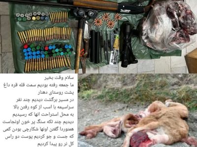 شناسایی عاملین کشتار حیات وحش در شهرستان دماوند/ یک قبضه سلاح شکاری و لاشه قوچ وحشی کشف شد