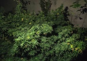 کشف و امحای یک مزرعه مخدر گل در محله ولیران دماوند+تصاویر