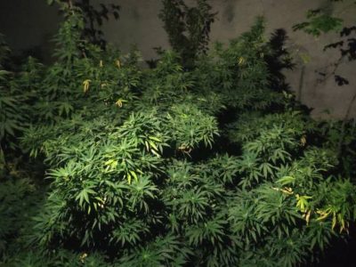 کشف و امحای یک مزرعه مخدر گل در محله ولیران دماوند+تصاویر