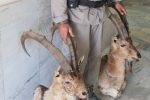 کشف هدمانت تاکسیدرمی شده دو کل وحشی در شهر آبسرد/ نگهداری اجزای حیات وحش بدون اخذ مجوز ممنوع است