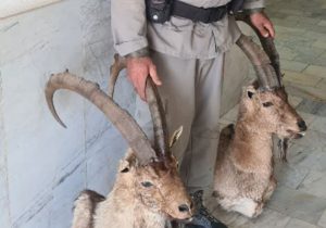 کشف هدمانت تاکسیدرمی شده دو کل وحشی در شهر آبسرد/ نگهداری اجزای حیات وحش بدون اخذ مجوز ممنوع است