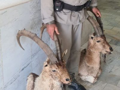 کشف هدمانت تاکسیدرمی شده دو کل وحشی در شهر آبسرد/ نگهداری اجزای حیات وحش بدون اخذ مجوز ممنوع است
