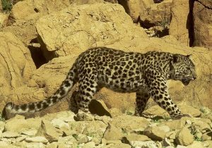 وجود قلاده پلنگ در شهر دماوند رؤیت و تأیید نشد/ گشت‌زنی محیط‌بانان ادامه دارد