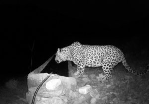 شبگردی «پلنگ ایرانی» در دماوند