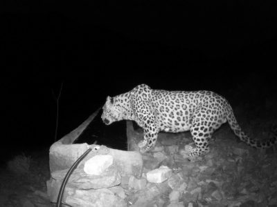 شبگردی «پلنگ ایرانی» در دماوند+ فیلم