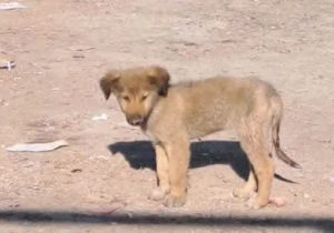 اجرای طرح کنترل جمعیت سگهای بلاصاحب در شهر آبسرد