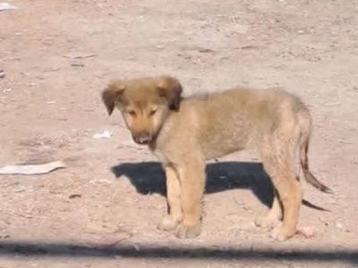 اجرای طرح کنترل جمعیت سگهای بلاصاحب در شهر آبسرد