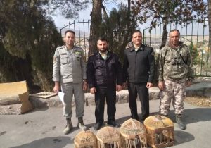 دستگیری عامل زندهگیری ۴ کبک وحشی در کیلان