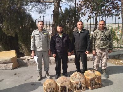 دستگیری عامل زنده‌گیری ۴ کبک وحشی در کیلان