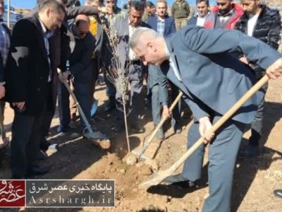 آغاز طرح کاشت ۵۰ هزار اصله نهال در آبعلی+ تصاویر