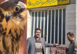 تحویل پرنده شکاری آسیبدیده توسط شهروند آبسردی به محیط زیست+ تصاویر