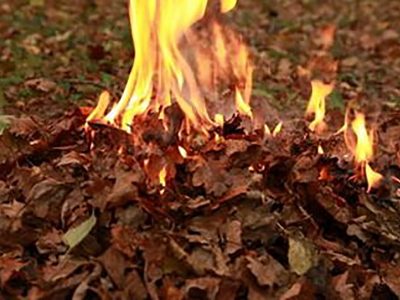 چاره داستان ناتمام برگ‌سوزی در دماوند چیست؟