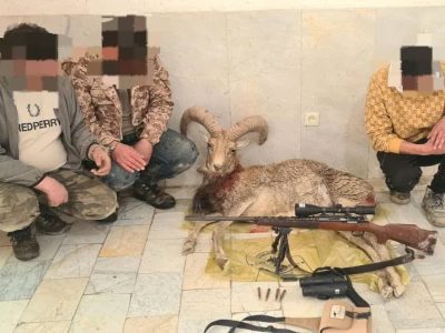 دستگیری شکارچیان ۲ قوچ وحشی و کشف سلاح شکاری غیرمجاز در دماوند