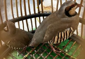 دستگیری عامل زندهگیری دو کبک وحشی در منطقه شکار ممنوع کوه سفید دماوند