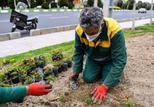 شهرداری دماوند برنامهای جهت رسیدگی به فضای سبز املاک شخصی ندارد/ شهروندان مراقب سواستفاده برخی افراد باشند