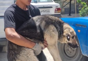 تشدید اجرای طرح زنده‌گیری سگ‌های بلاصاحب در دستور کار شهرداری دماوند