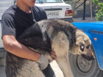 تشدید اجرای طرح زنده‌گیری سگ‌های بلاصاحب در دستور کار شهرداری دماوند