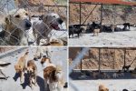 جانمایی پناهگاه نگهداری سگ‌های بلاصاحب در شهر دماوند/ جمع‌آوری حیوانات از سطح شهر تداوم دارد