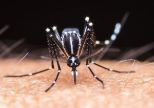 تب دنگی در یک قدمی دماوند!