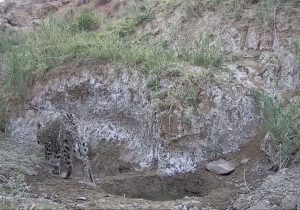 مشاهده یک قلاده توله پلنگ در دماوند+ تصویر