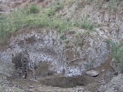 مشاهده یک قلاده توله پلنگ در دماوند+ تصویر