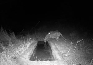 ثبت تصویر همزمان از ۲ پلنگ در منطقه شکار ممنوع کوه سفید دماوند