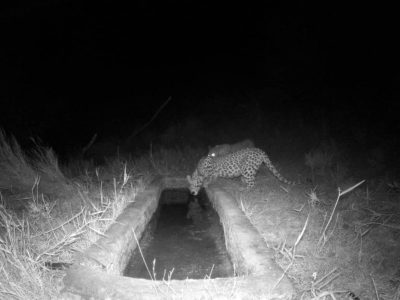 ثبت تصویر همزمان از ۲ پلنگ در منطقه شکار ممنوع کوه سفید دماوند